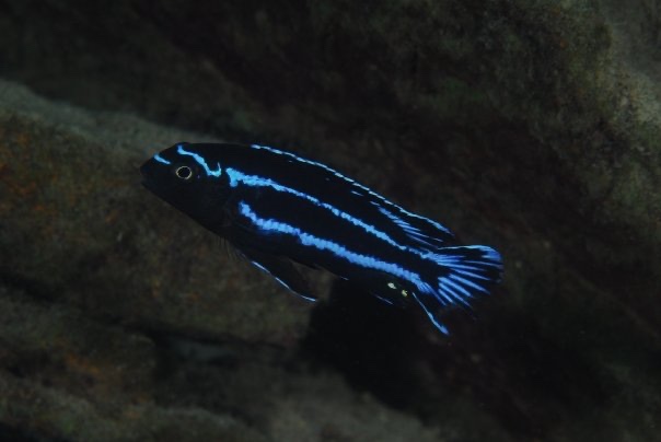 Pseudotropheus johannii 'Chiofu Bay'